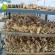 Air Dried Ginger