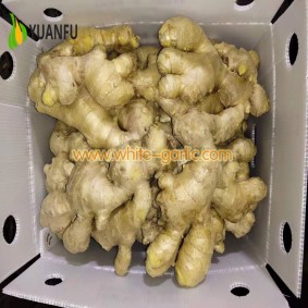 Air Dried Ginger