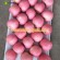 Fesh Yantai Fuji Apple