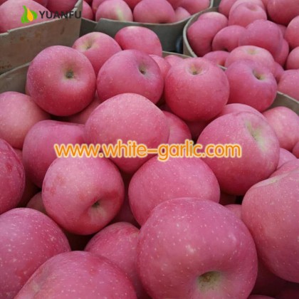 Fesh Yantai Fuji Apple