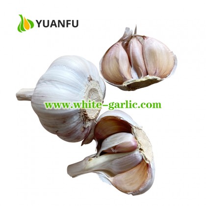 10kgs/carton Fresh Pure White Garlic online