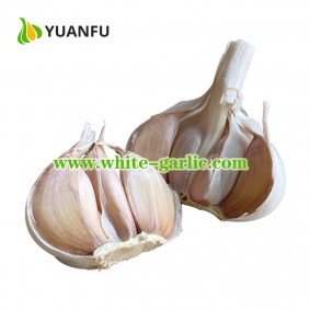 Bulk White Garlic