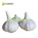 Chinese Bulk White Garlic