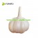 normal white garlic