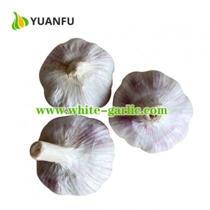 White Garlic Exporter from China