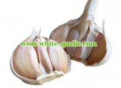 How much can you sell a pound of garlic for?