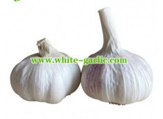 What are the differences between hardneck garlic and softneck garlic?