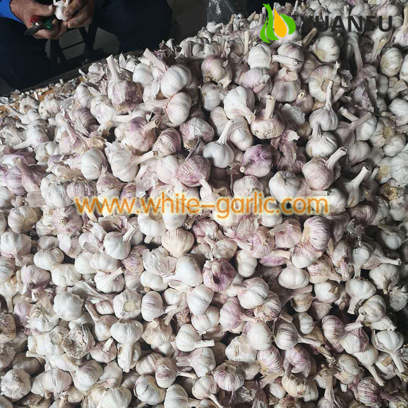 garlic sellers