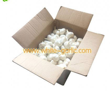 white garlic