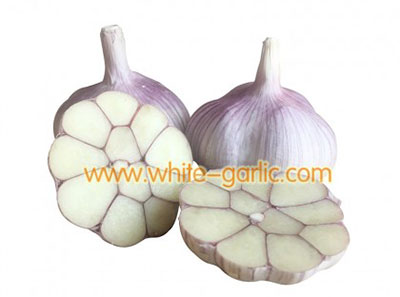 Red garlic