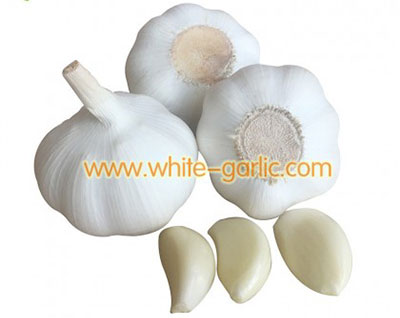 white garlic