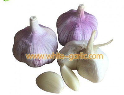 white garlic