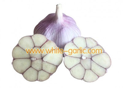 white garlic