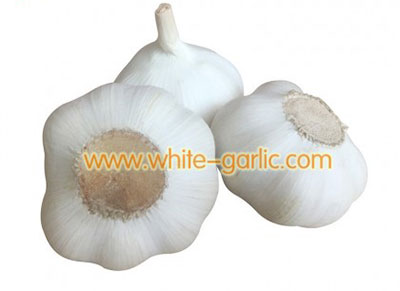 white garlic