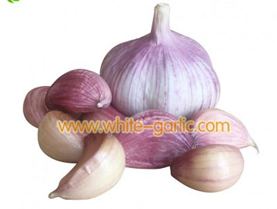 china fresh garlic