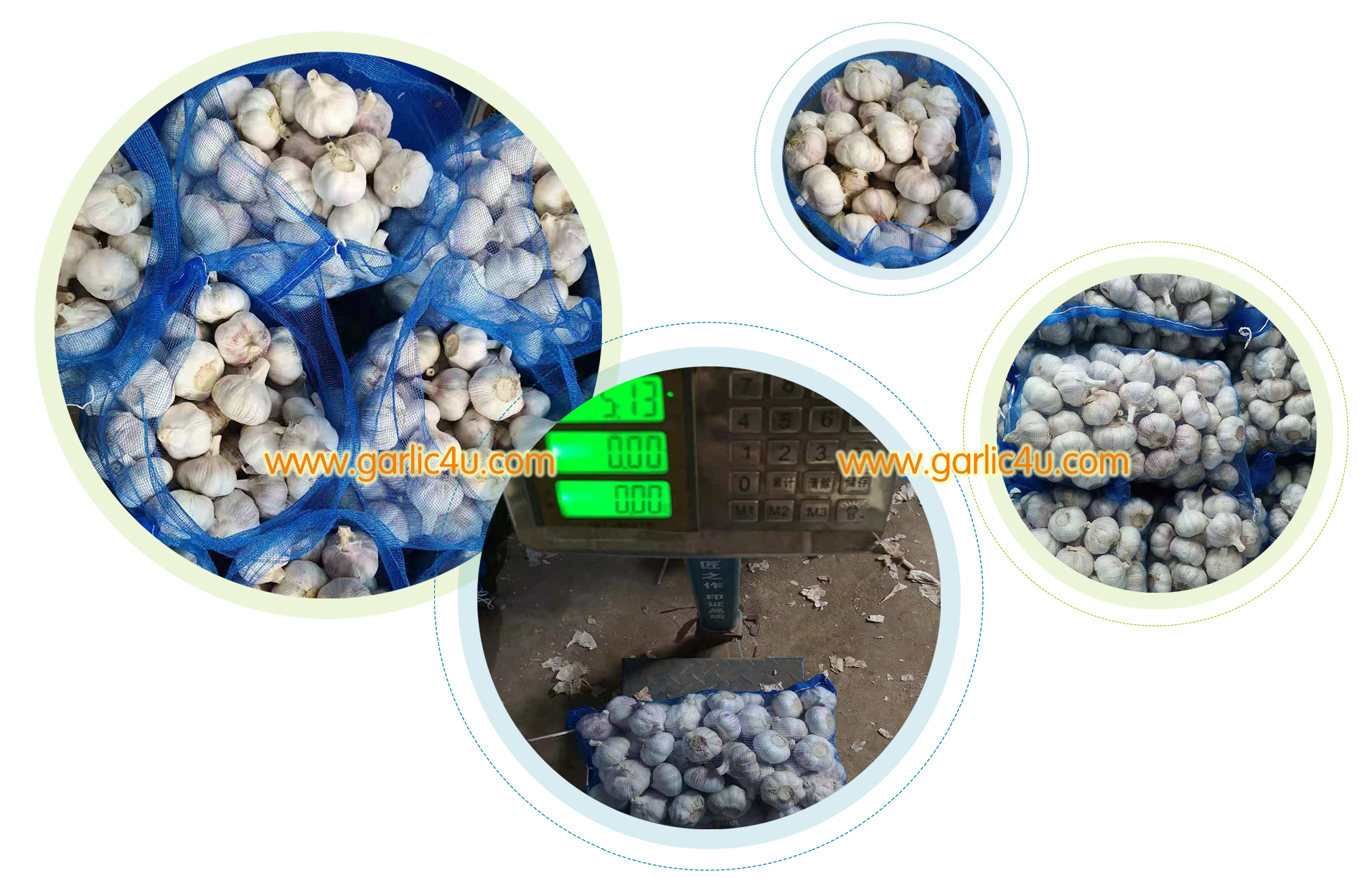 garlic exporters