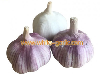 china garlic