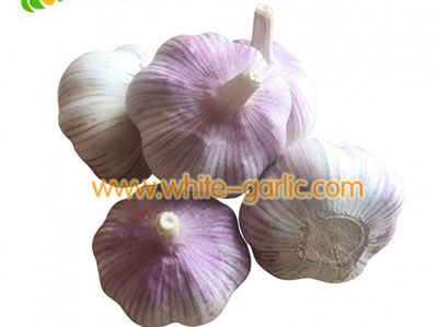 fresh garlic