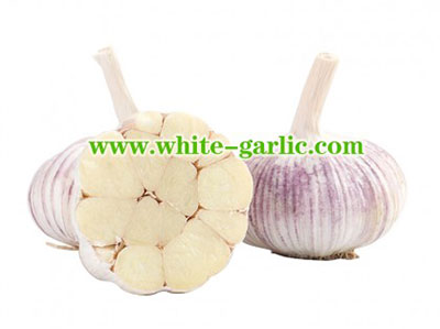 White Garlic