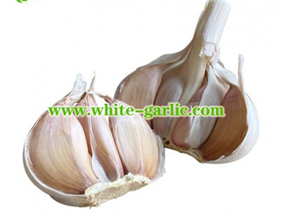 fresh garlic