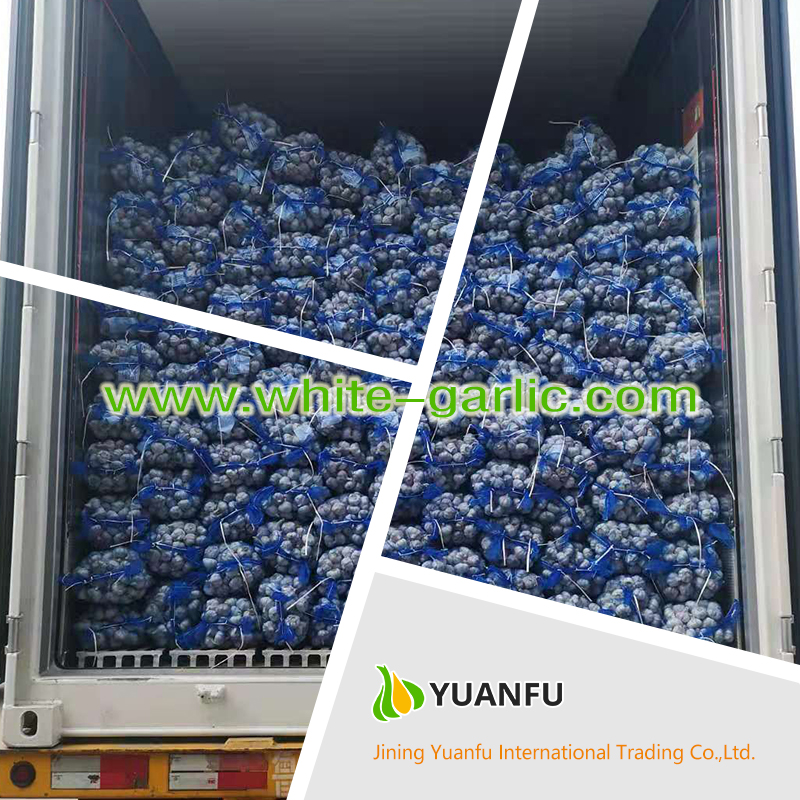 garlic exporters garlic exporters