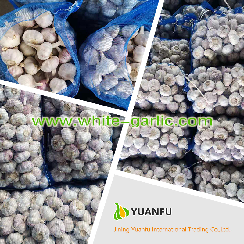 garlic exporters