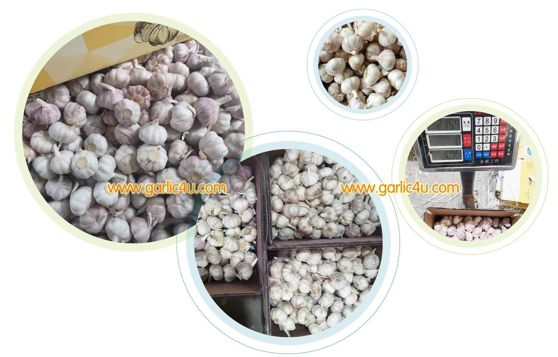 garlic suppliers