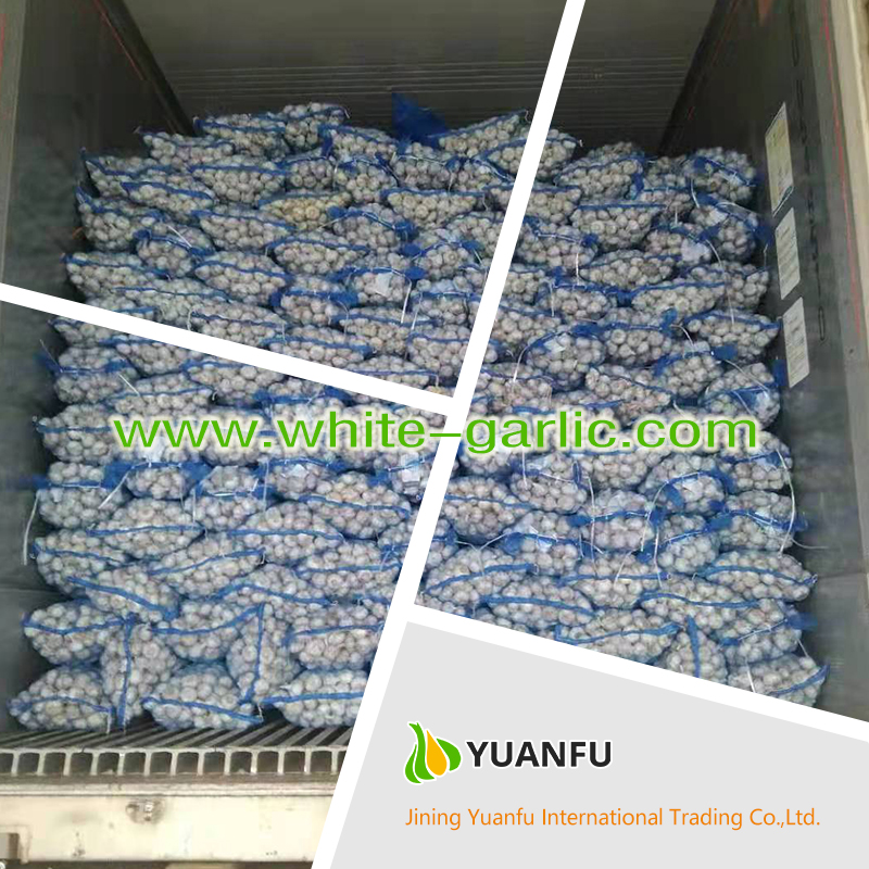 garlic suppliers garlic suppliers