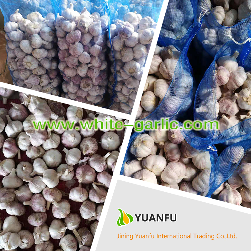 garlic sellers garlic sellers