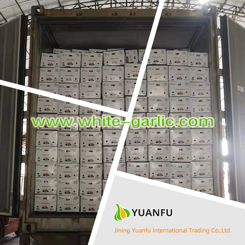 garlic exporters garlic exporters