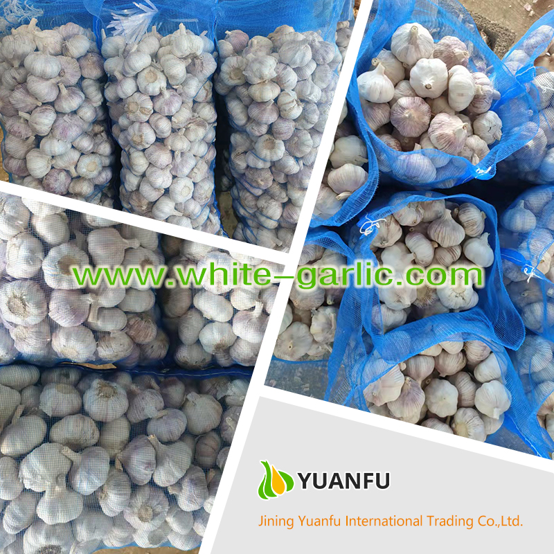 garlic suppliers garlic suppliers