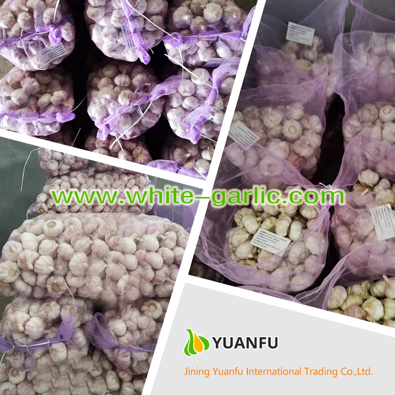 garlic suppliers