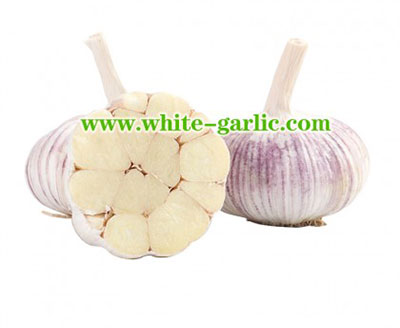 fresh garlic