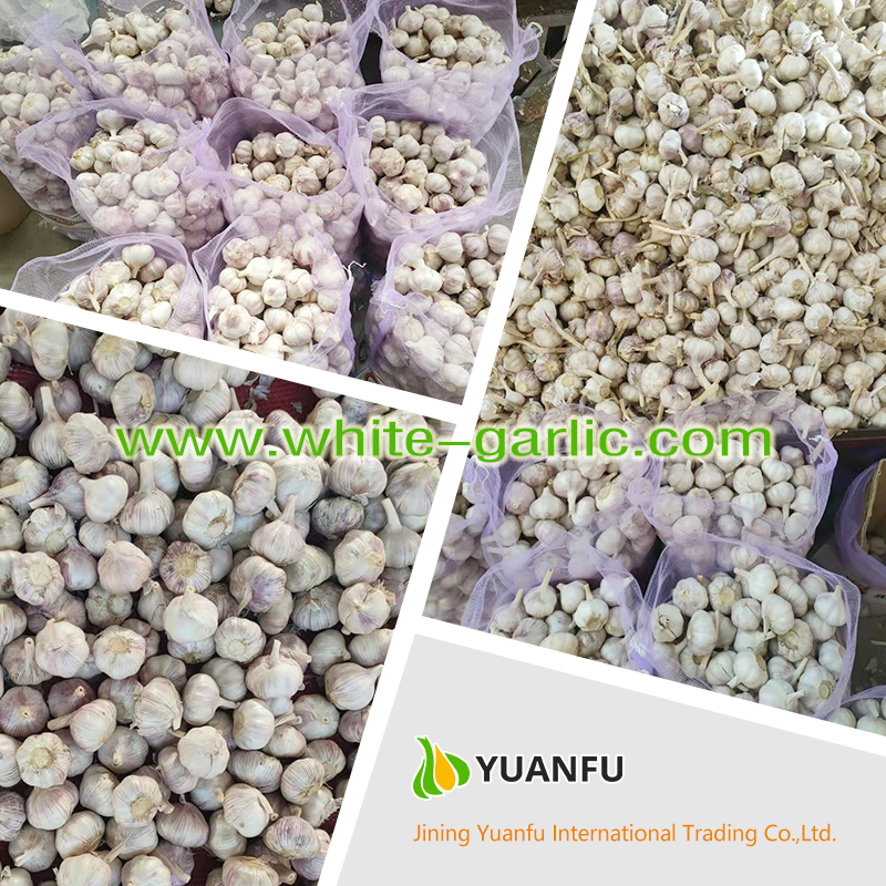 garlic suppliers garlic suppliers