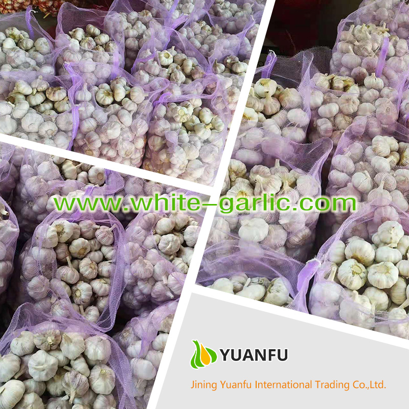 garlic suppliers