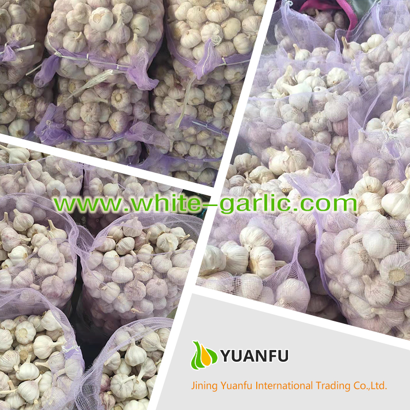 garlic exporters