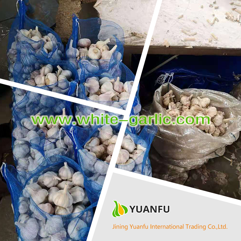 garlic suppliers garlic suppliers