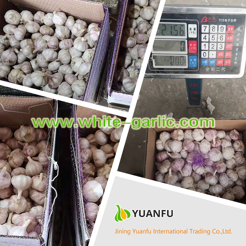 garlic exporters