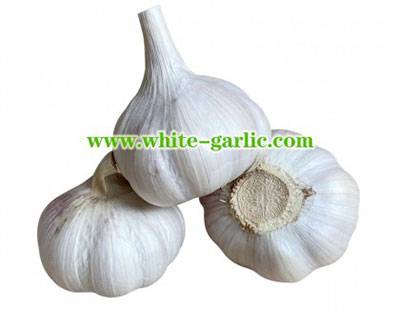 White Garlic