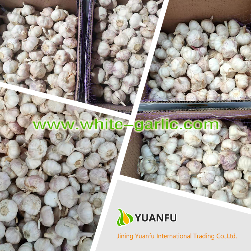 garlic sellers garlic sellers