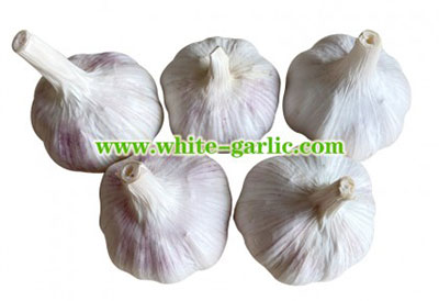 Chinese Garlic