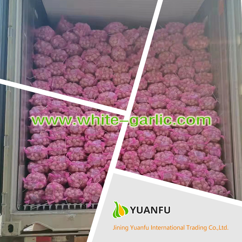 garlic suppliers garlic suppliers