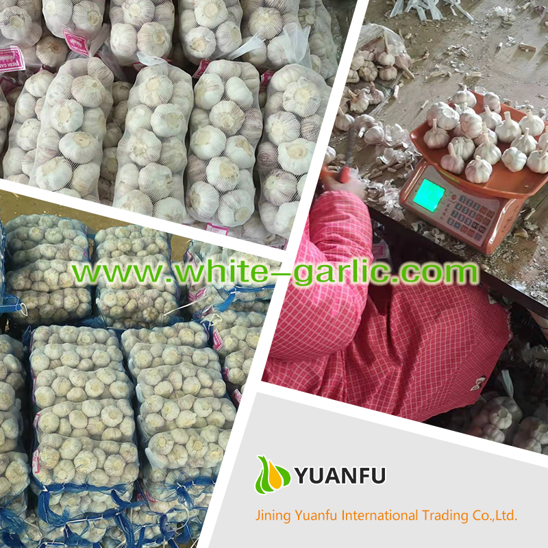 garlic exporters garlic exporters