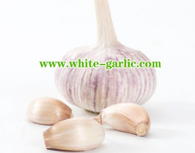 garlic