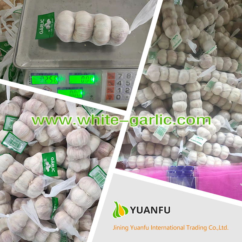 garlic exporters garlic exporters