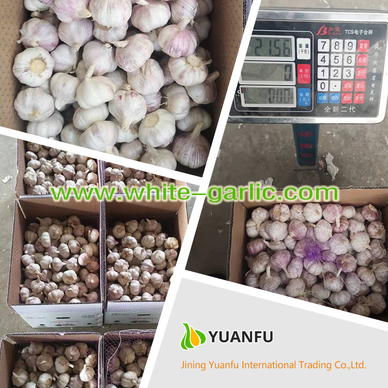 garlic exporters