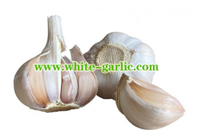 Chinese Garlic