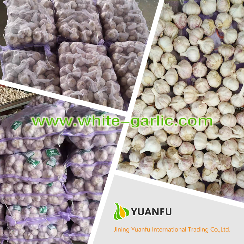 garlic exporters