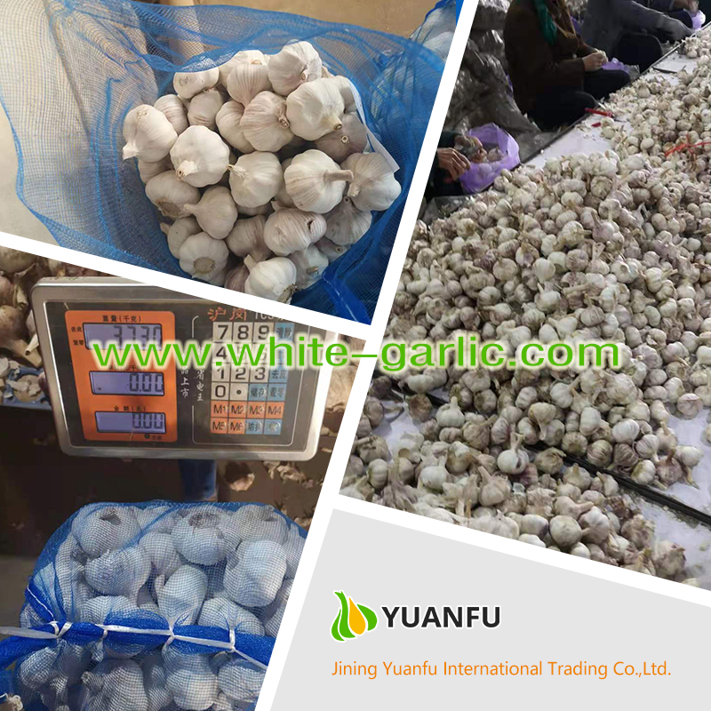 garlic suppliers garlic suppliers