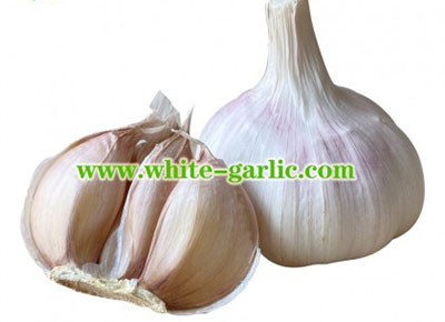 white garlic